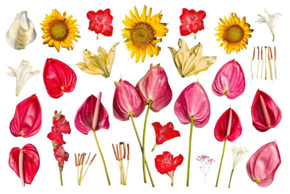 Anthurium Sunflower Floral PNG Bundle