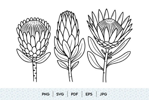 Protea Flower Line Art SVG: Versatile Botanical Design
